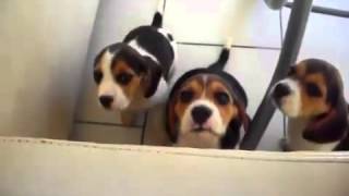 Cachorros Beagle Cantando [upl. by Sethi]