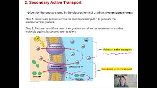 Cell Unit Cell Membrane Structure Permeability and Transport [upl. by Anadroj]