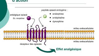 Pharmacologie des médicaments antalgiquesCours commenté [upl. by Leoy]