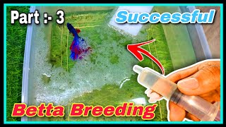 Part  3 🤩 How to Breed Betta Fish Step by Step 🤩 Successful Betta Fish Breeding Tutorial at Home [upl. by Okiron]