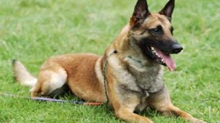 Berger Belge Malinois tout savoir sur cette race de chien Belgian Malinois VF [upl. by Boiney]