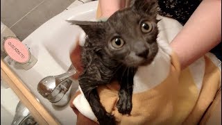 EL PRIMER BAÑO DE LA GATITA NORA🐱Kitten first bath [upl. by Lose]