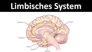 Limbisches System Amygdala Hippocampus etc  Neurobiologie Oberstufe [upl. by Anelliw244]