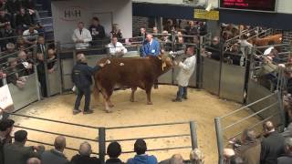 Limousin Spring Bull sale at Carlisle  7 Bulls priced 8000gns  10000 gns  May 4th 2013 [upl. by Bobbette340]