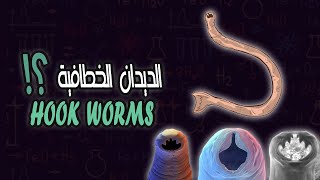 مقدمة عن الديدان الخطافية  Introduction to Hook worms [upl. by Vassell]