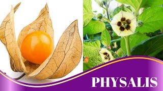 Conheça mais sobre o Physalis e os benefícios para a sua saúde [upl. by Undry435]