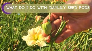 Daylily Seed Pods  How to Add to Your Daylily Bed Without Buying More [upl. by Nedyarb]