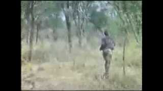 Moments of Truth Part 4 Hunting African Lion with Recurve Bow [upl. by Allare]