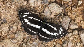 motyl pasyn debrak  Neptis sappho Common Glider butterfly [upl. by Edris]