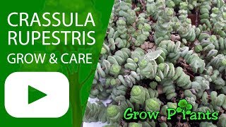 Crassula rupestris  grow amp care [upl. by Nnylatsyrc574]