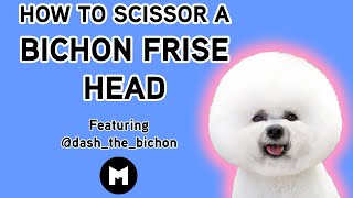 How to trim a bichon head [upl. by Sanborne]