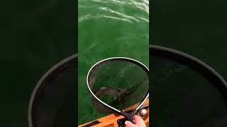 Jigging for brown trout troutfishing fishing trout kayakfishing jigging nature [upl. by Elleinnod]