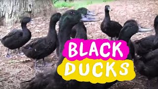 Black Ducks [upl. by Haik751]