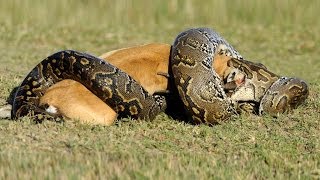 Lion vs Python HD  Must see [upl. by Lucila]