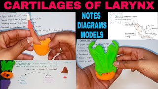 CARTILAGES OF LARYNX  1  LARYNX ANATOMY [upl. by Sorazal144]