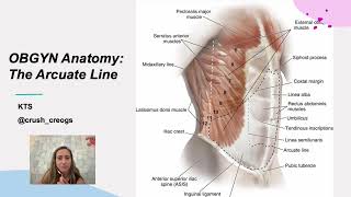 OBGYN Anatomy The arcuate line [upl. by Notlih]