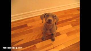 Weimaraner Puppy Following 2 Cute [upl. by Ahscrop]