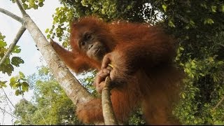 GoPro Our Orangutan Brethren [upl. by Lacefield]