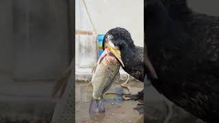 How do cormorants eat fish bigger than their own heads [upl. by Neelon]