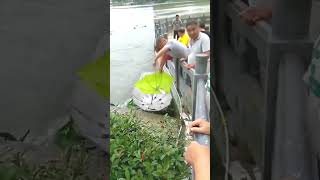 Fish 🐠 Catching By Umbrella ☔ shorts umbrella viralshorts fishing reels [upl. by Linsk221]