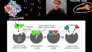 Enzymes [upl. by Tory]