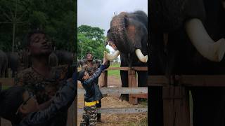 Feeding Elephant at Dubare P2 dubareelephantcamp dubare [upl. by Vernon340]