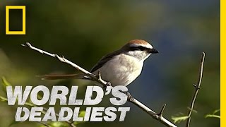 Butchering Bird  Worlds Deadliest [upl. by Fatsug]