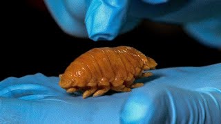 Disgusting Fish Tongue Louse Found In Meal  Earth Science [upl. by Kimitri]