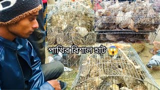 কোয়েল পাখির হাট 😱 হাটে বাজারে কোয়েল পাখির দাম দর koyel pakhi palon Quail Bird quail Bird farming [upl. by Youngman738]