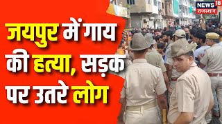 Rajasthan News  जयपुर में गाय की हत्या पर जमकर बवाल  Top News  Jaipur News  Latest News [upl. by Anemix]