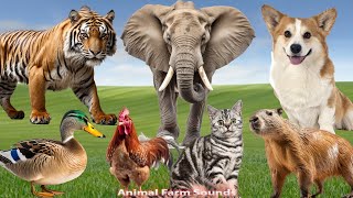 Cute Little Animals Cat Duck Dog Horse Elephant  Animal Paradise [upl. by Yuria692]