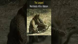 The Leopard Mercilessly Kills a Baboon [upl. by Dygal]