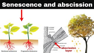 senescence and abscission in plants [upl. by Hardie464]