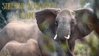 Kruger National Park North to South Sirheni Bushveld camp My Wildlife adventure EP01 [upl. by Perot]