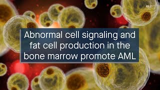 Abnormal cell signaling and fat cell production promote acute myeloid leukemia [upl. by Kabab633]