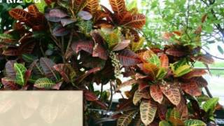 How to care for Crotons [upl. by Naujad]