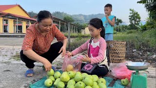 The poor girl and the old man harvest guavas to sell for a living my daily job [upl. by Callery]