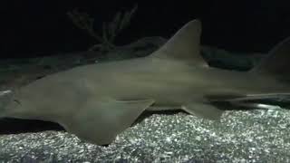 The Largetooth Sawfish [upl. by Koch]