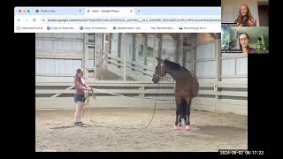 Developing Horse Balance with Long Reins [upl. by Swithin]