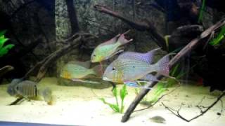 Geophagus Altifrons quotRio Negro 2 quot [upl. by Benn]