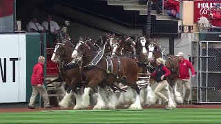 Budweiser Clydesdales take the field at Busch Stadium [upl. by Kluge]