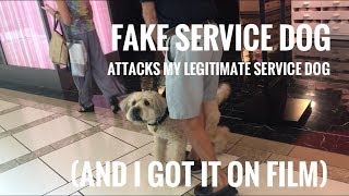 FAKE SERVICE DOG ATTACKS MY REAL SERVICE DOG ON FILM [upl. by Alyakcm]