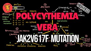 POLYCYTHEMIA VERA Etiology Molecular pathogenesis of JAK2V617F mutation JAK2 kinase [upl. by Ecital]