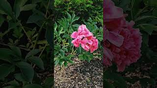 작약꽃paeonia lactifloraㅡ작약작약꽃paeonia lactifloraflower꽃 [upl. by Drehcir975]