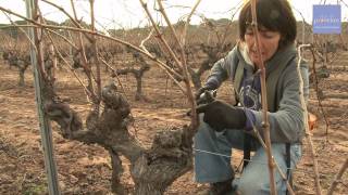 vinsdeprovence  Reportage  La taille de la vigne  22122011 [upl. by Bahr]