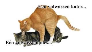 Waarom uw kat neutraliseren Hoe snel kunnen katten zich vermenigvuldigen [upl. by Snowber]