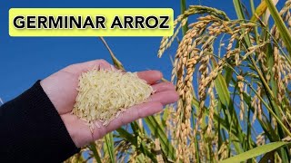 COMO GERMINAR ARROZ EM CASA  TODO PROCESSO  RESULTADO [upl. by Ancilin]