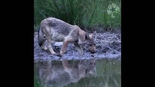 So Awesome a wild WOLF cub [upl. by Naiva63]