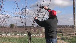 Poda de formación en plantaciones de almendro de regadío Año 1 [upl. by Biernat]