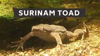 Surinam toad  surinam toad care  surinam toad lifespan  surinam toad reproduction [upl. by Zeena]